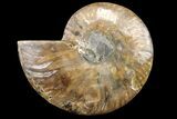 Bargain, Cut & Polished Ammonite Fossil (Half) - Madagascar #162164-1